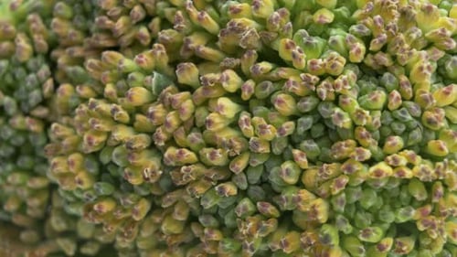 Macro Shot Of Fresh Green Broccoli Texture Details. Natural Broccoli Head Flower