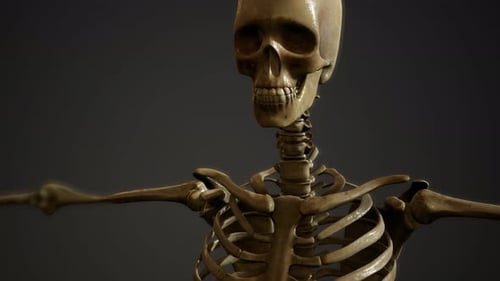 Knochen des menschlichen Skeletts