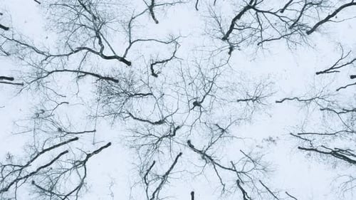 Black Trees In Forest
