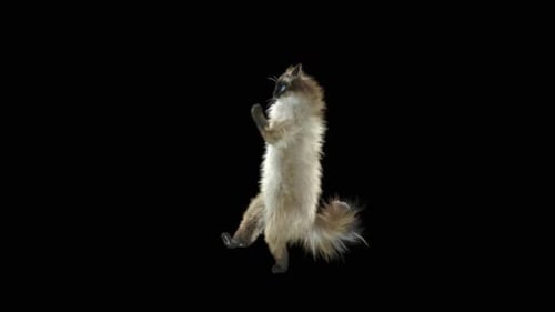 Katze tanzt HD