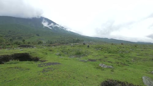 Cows Grazing on Green Meadow with Mountain Backdrop