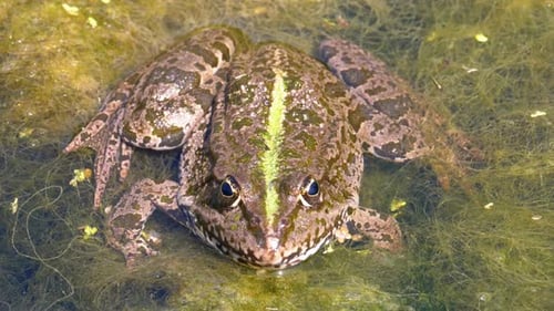 Green Frog in the River. Close-Up. Portrait Face of Toad in Water with Water Plants