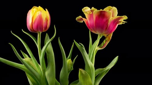 Tulip Flowers Blooming Time-Lapse on Black Background