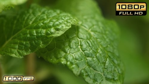 Wassertropfen, die vom Minzblatt tropfen