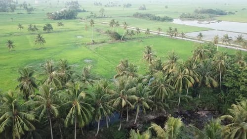Aerial View of Palm Trees and Rice Paddies