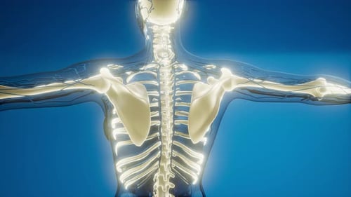 Animated 3D Human Skeleton and Nervous System Scan