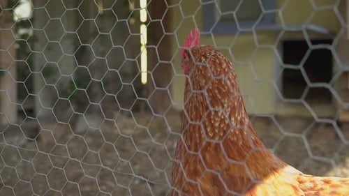 Brown Chickens in Chicken Coop on Farm