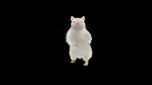 White Mouse Dancing on Hind Legs Alpha Channel Animation