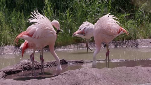 Group of Flamingos standing in pond