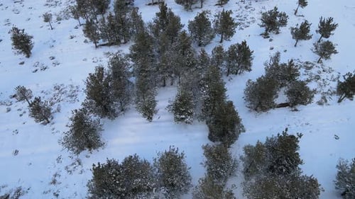 verschneit, bäume, winter