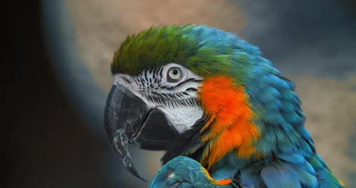 Wunderschöner Ara, Papagei, Vogelauge, Nahaufnahme, Tropische Natur, Farbe