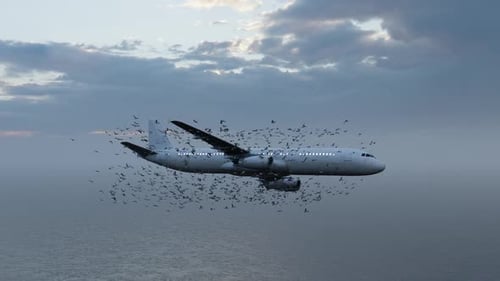 Bird Swarm Airplane Reveal Transition