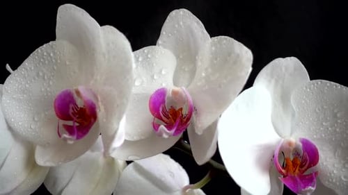Orchidaceae, white orchid in a black background. Falling drops of water on flowers.