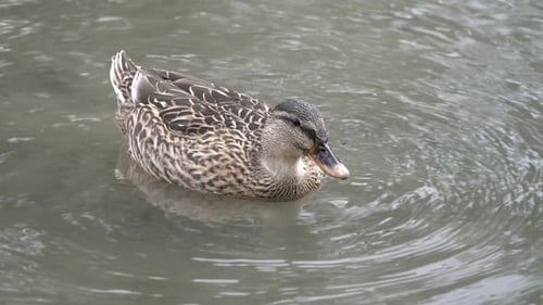 Gray Duck Swims on the Lake and Dives Into the Water in Search of Food