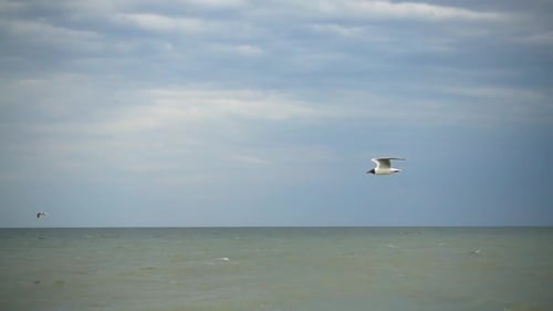 Seagull Flying Over Calm Ocean Waters