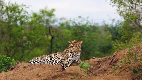 Atemberaubender männlicher Leopard ruht isoliert auf einem Hügel vor dem Hintergrund von Bäumen