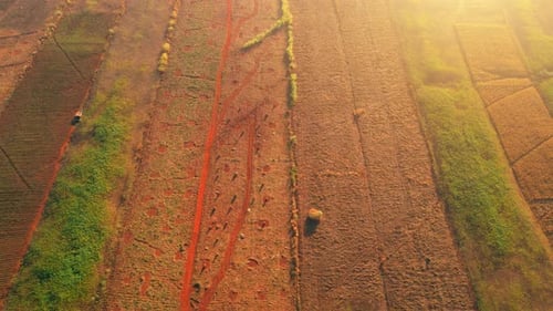 4K : Aerial view flight over the beautiful field in sunset. Countryside scenery.