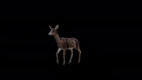 Black Deer Doe Walk Blick von der Vorderseite