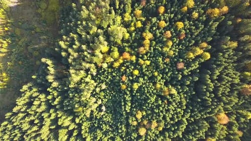 Top down aerial view of bright green spruce and yellow autumn trees in fall forest.