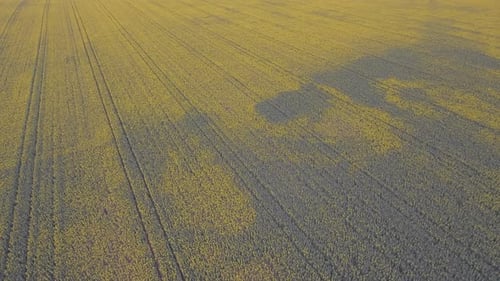 Rape Seed Field Aerial Shot
