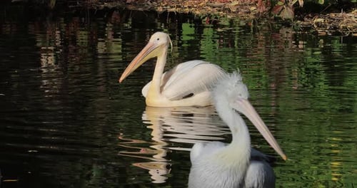 Dalmatian Pelican Pelecanus Crispus Is the Largest Member of the Pelican Family