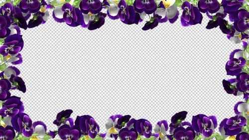Pansy Flowers - Screen Frame In Out - II - Alpha Channel