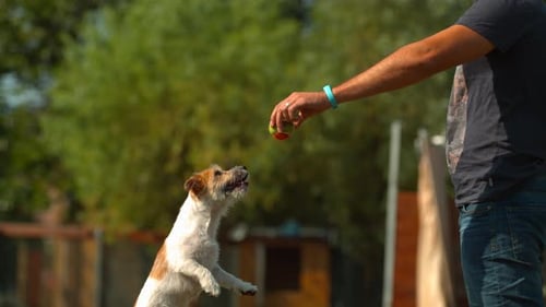 Dog jumping for a tennis ball, Ultra Slow Motion