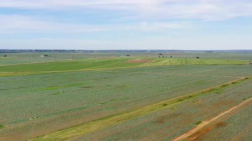 Agricultural Land with Green Crops From Above