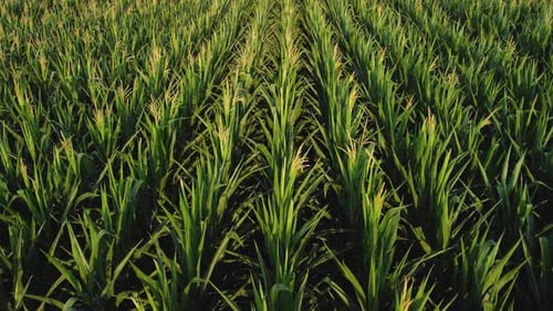 Young Corn in the Field Aerial View