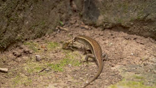 Grenouille mangeuse de