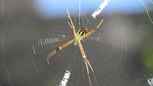 Araignée sur toile recouverte de rosée