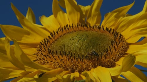 Bee Foraging on Vibrant Sunflower in Sunny Field