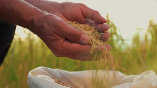 Close Up Hands of Farmer Touching Poured Through the Fingers Wheat Grains in a Sack