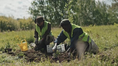 Adults Plant Seedlings in a Rural Field