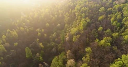 Moving Side Over Forest in Sunset or Sunrise Summer Day with Sun Flare