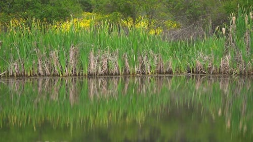 Lac coloré entouré de roseaux