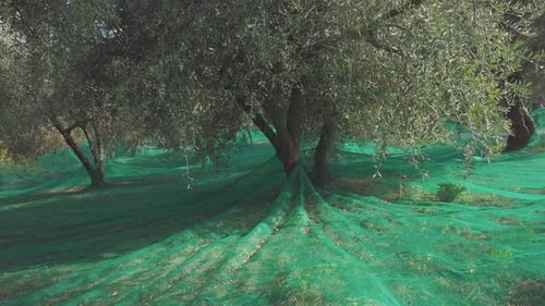 Olive trees cultivation. Organic agriculture. Rural farming. Mediterranean food. Olives oil ingredi