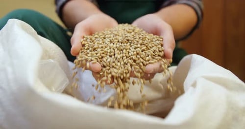 Hands Holding and Pouring Grain