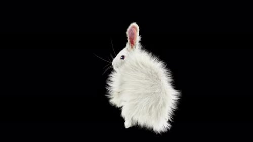 Animated Fluffy White Rabbit Jumps and Moves