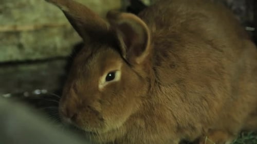 Red Dwarf Rabbit Looking Back