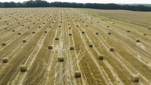Yellow field with round sheaves of hay. Harvest.
