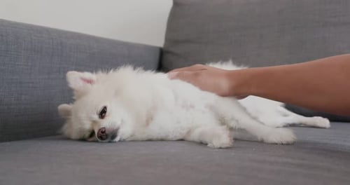 Adorable Dog Being Pet on Gray Couch