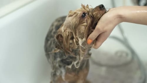 Dog Having a Bath in a White Bathtub