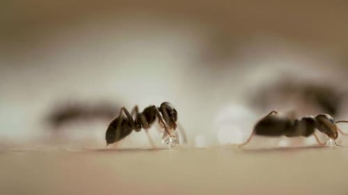 Ants Eating Sugar on Woods Table in the Kitchen