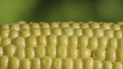 Vibrant Macro Shot of Fresh Sweetcorn