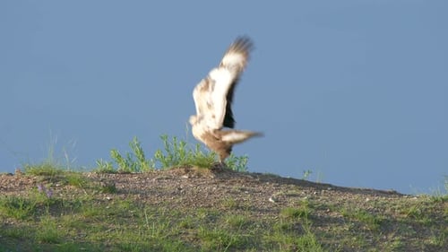 Hawk Perched then Takes Flight in Clear Sky