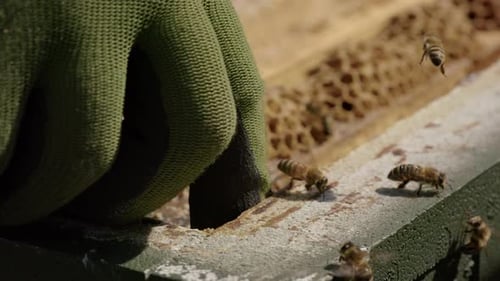 BEEKEEPING - Beekeeper's hands re frame from a beehive, slow motion close up