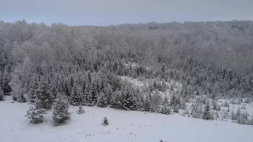 Coniferous forest from above