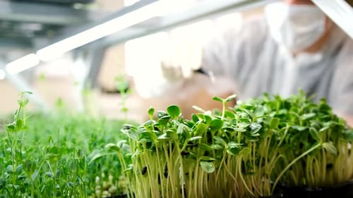 Un fermier retire les graines de tournesol des micropousses