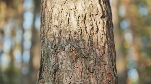 A Tree Trunk in the Woods on a Spring Day
